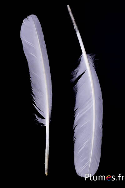 Cygne - 30-33 cm - blanc